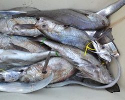 アジアマリンサービス 釣果