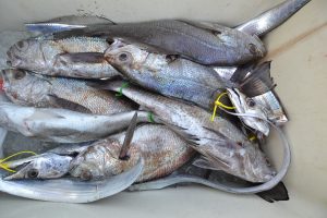 アジアマリンサービス 釣果