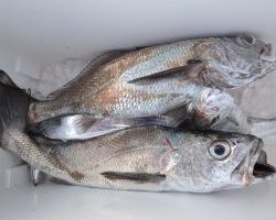 アジアマリンサービス 釣果