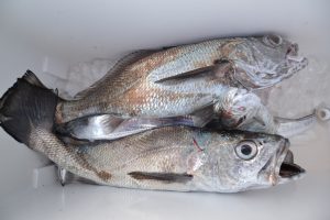 アジアマリンサービス 釣果