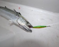 アジアマリンサービス 釣果