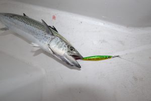 アジアマリンサービス 釣果