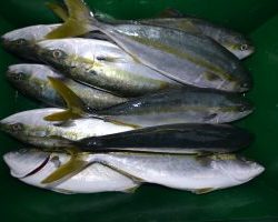 アジアマリンサービス 釣果