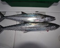 アジアマリンサービス 釣果