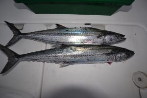 アジアマリンサービス 釣果