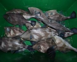 アジアマリンサービス 釣果