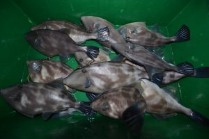 アジアマリンサービス 釣果