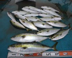 アジアマリンサービス 釣果