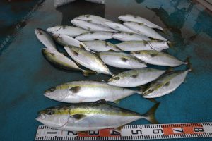 アジアマリンサービス 釣果