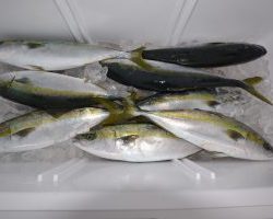 アジアマリンサービス 釣果