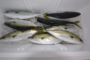 アジアマリンサービス 釣果