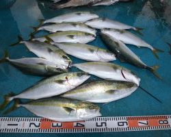 アジアマリンサービス 釣果