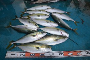 アジアマリンサービス 釣果