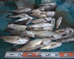 アジアマリンサービス 釣果