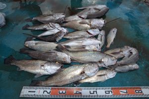 アジアマリンサービス 釣果