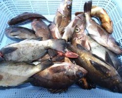 アジアマリンサービス 釣果