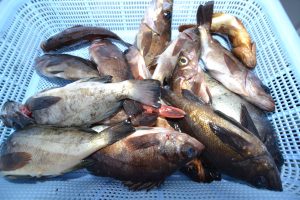 アジアマリンサービス 釣果