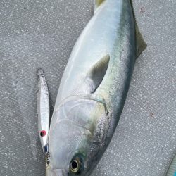 まるいち丸 ZERO-1 釣果