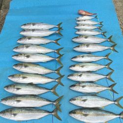 まるいち丸 ZERO-1 釣果