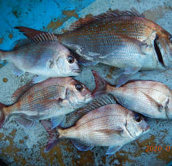 作十丸 釣果