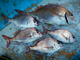 作十丸 釣果