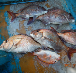 作十丸 釣果