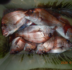 作十丸 釣果