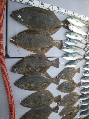 磯部釣船 直栄丸 釣果