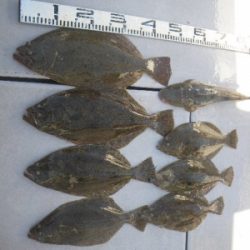 磯部釣船 直栄丸 釣果