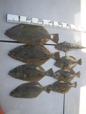 磯部釣船 直栄丸 釣果