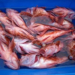 磯部釣船 直栄丸 釣果