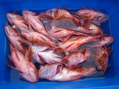 磯部釣船 直栄丸 釣果