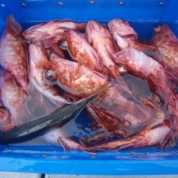 磯部釣船 直栄丸 釣果