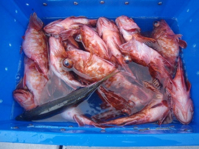 磯部釣船 直栄丸 釣果