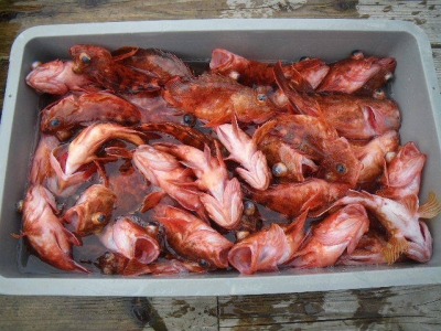 磯部釣船 直栄丸 釣果