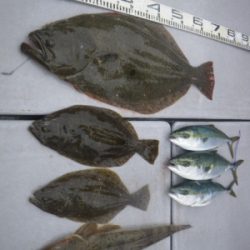 磯部釣船 直栄丸 釣果