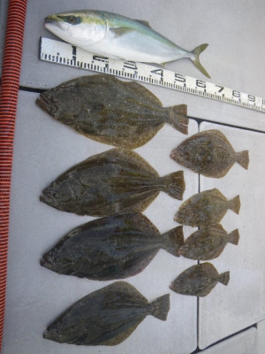 磯部釣船 直栄丸 釣果