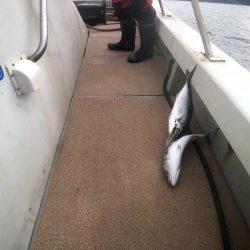 オーシャンズ　京都 釣果