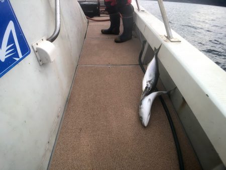 オーシャンズ　京都 釣果