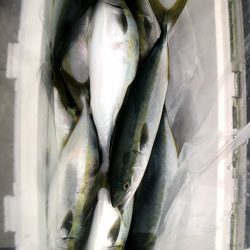 オーシャンズ　京都 釣果