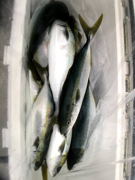 オーシャンズ　京都 釣果