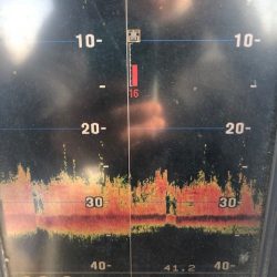 深川 吉野屋 釣果