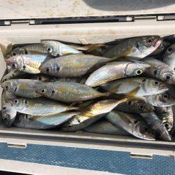 深川 吉野屋 釣果