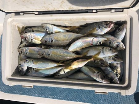 深川 吉野屋 釣果