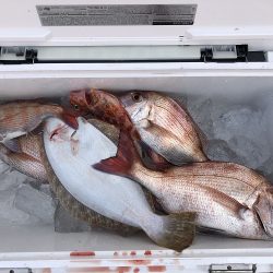 sea boss　シーボス 釣果