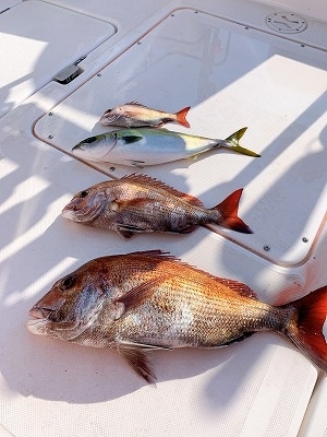 フィシングボートAir(エアー) 釣果