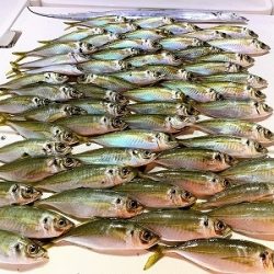 フィシングボートAir(エアー) 釣果