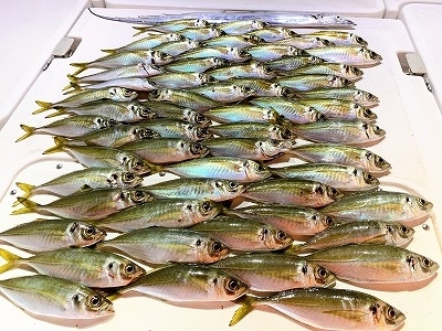 フィシングボートAir(エアー) 釣果