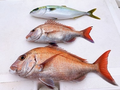 フィシングボートAir(エアー) 釣果