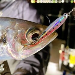 フィシングボートAir(エアー) 釣果